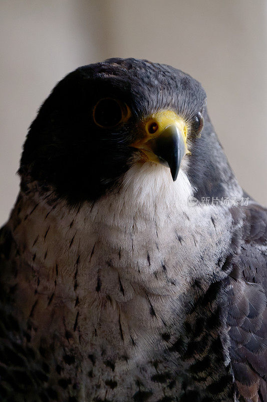 游隼(Falco peregrines)特写